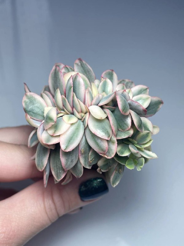 Echeveria Julia Cristata Variegata 1600₽