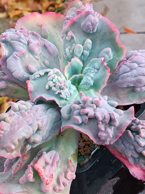 Elena Parkevich succulent