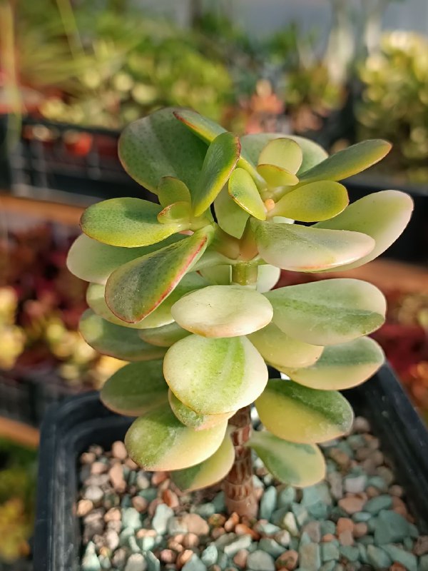 Crassula minor variegata