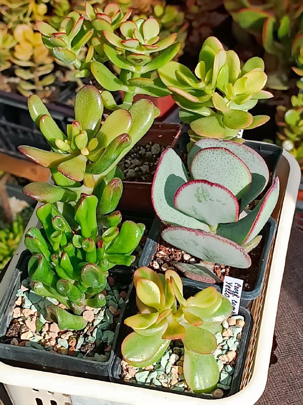 succulent_Parkevich_shop