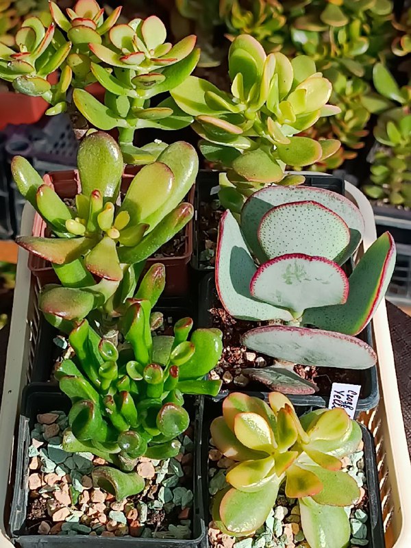 succulent_Parkevich_shop