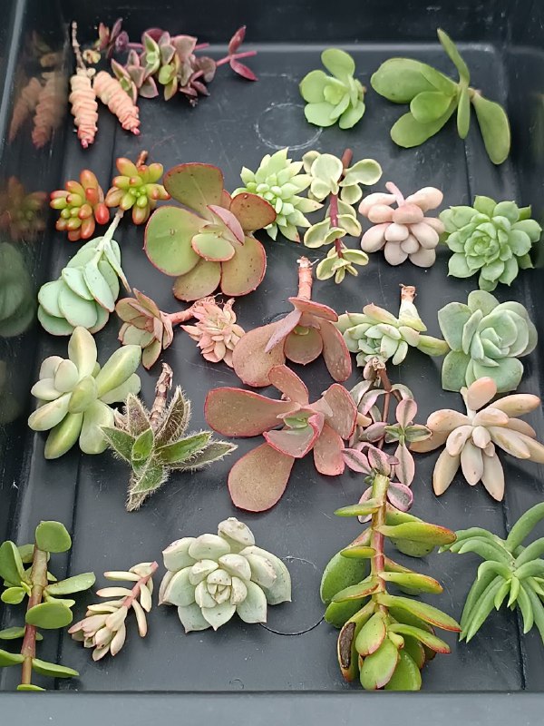 succulent_Parkevich_shop