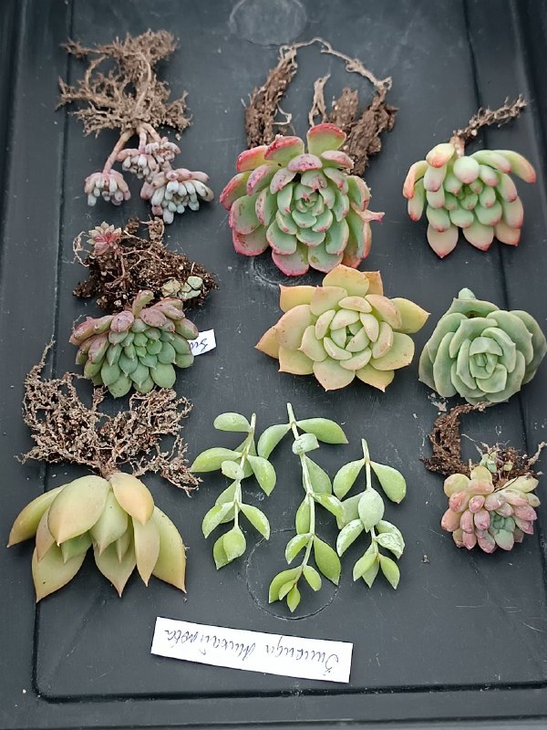 succulent_Parkevich_shop