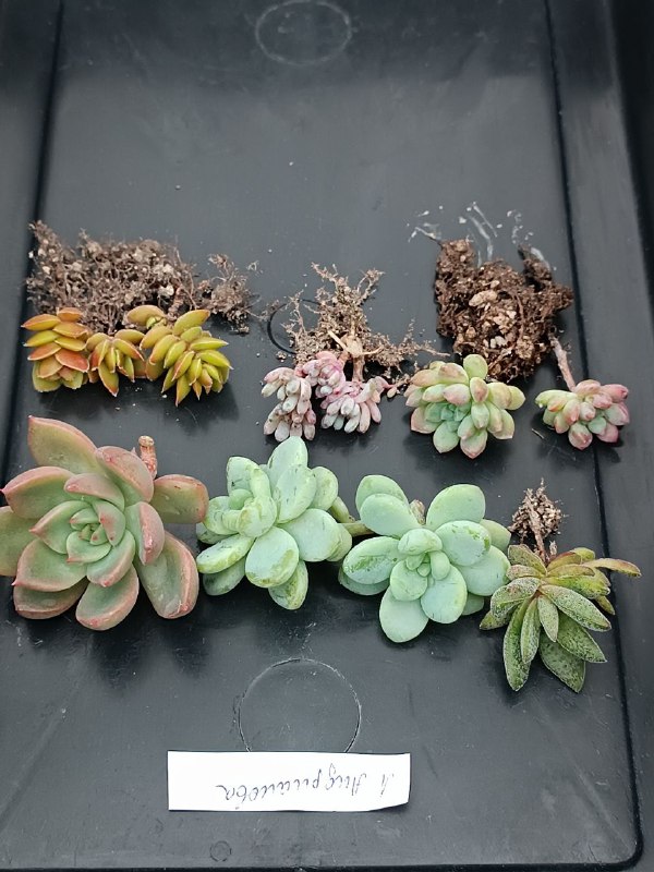 succulent_Parkevich_shop