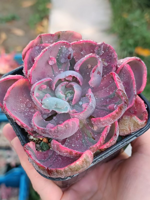 succulent_Parkevich_shop