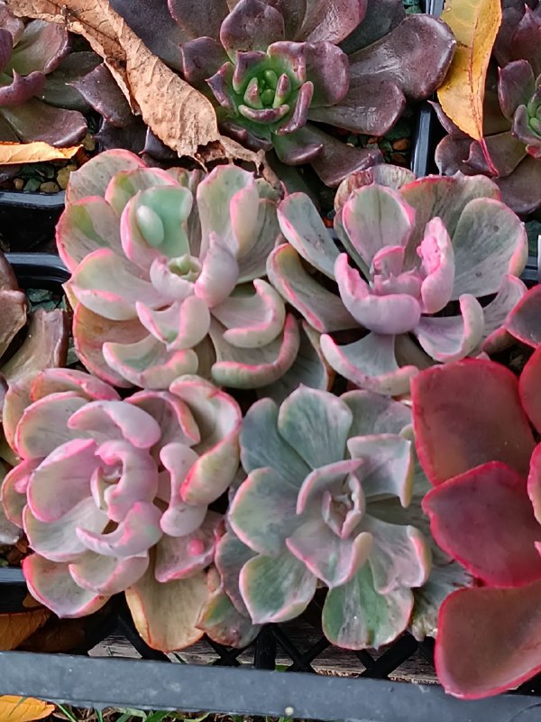 succulent_Parkevich_shop