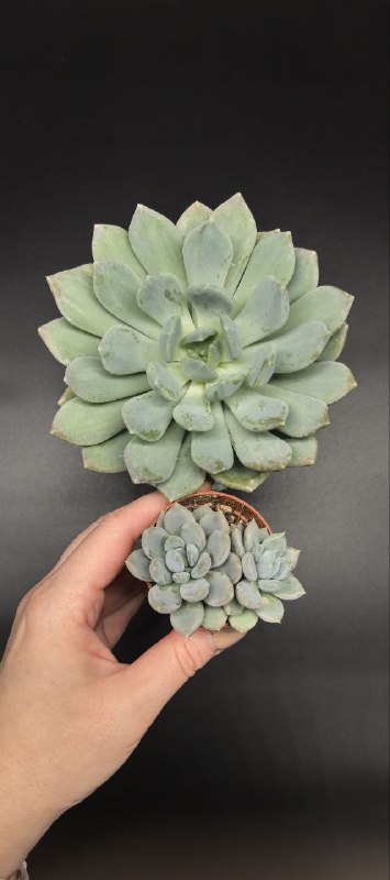 Succulenteria суккуленты и флорариумы