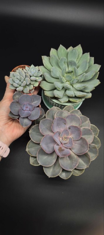 Succulenteria суккуленты и флорариумы