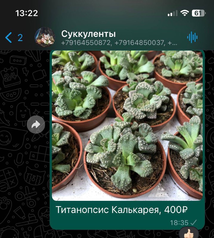 Титанопсис Калькарея, 400₽