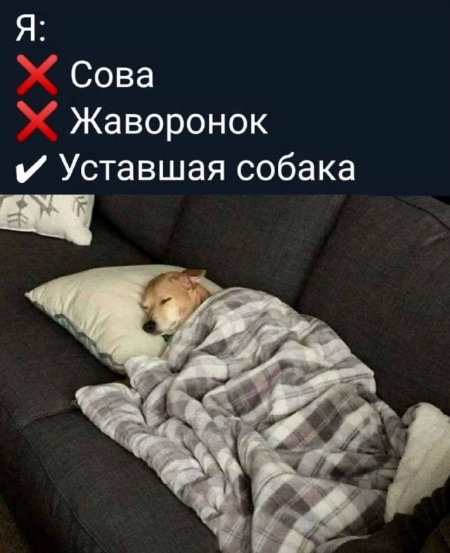 **Мем дня:**