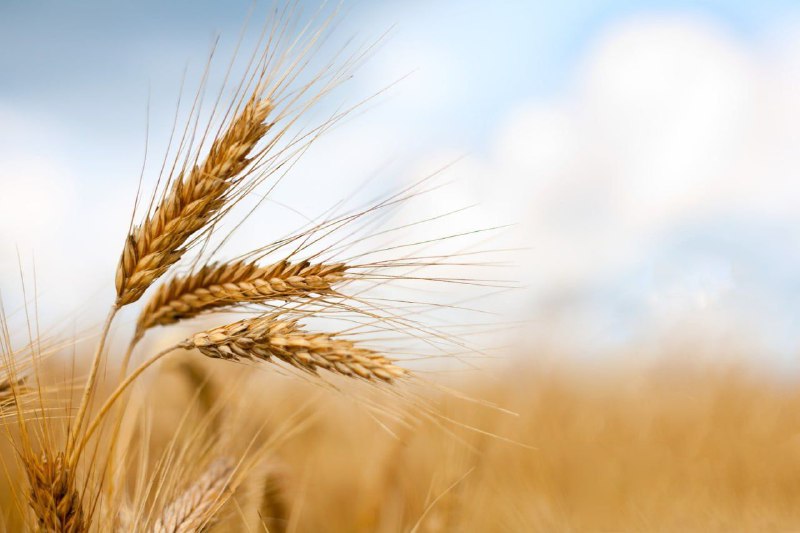 رئیس بنیاد ملی گندمکاران: پیگیر اجرای …