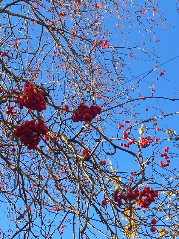 ***🍁***Добрейшего осеннего утра всем нам!