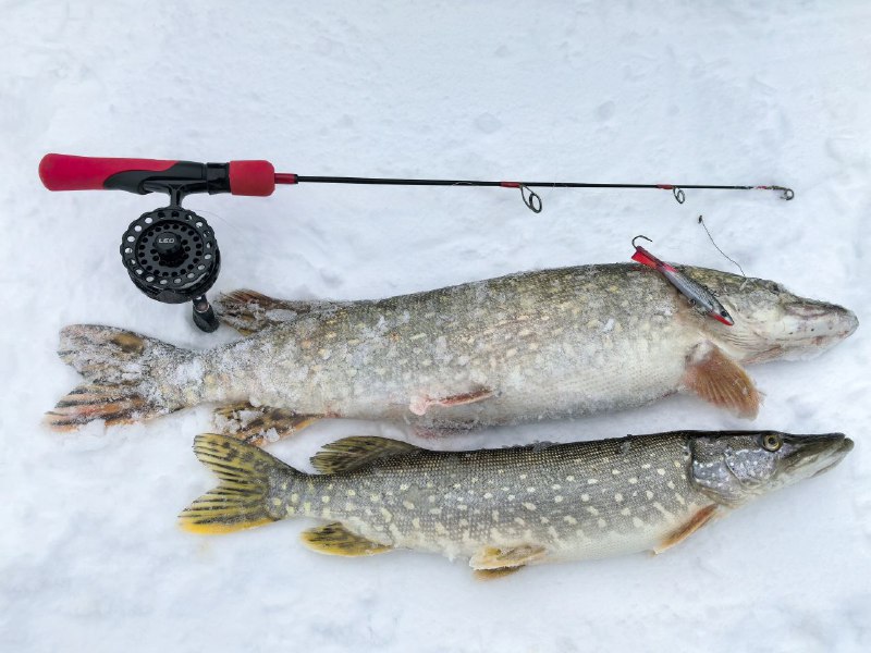 Свободная рыбалка 🎣