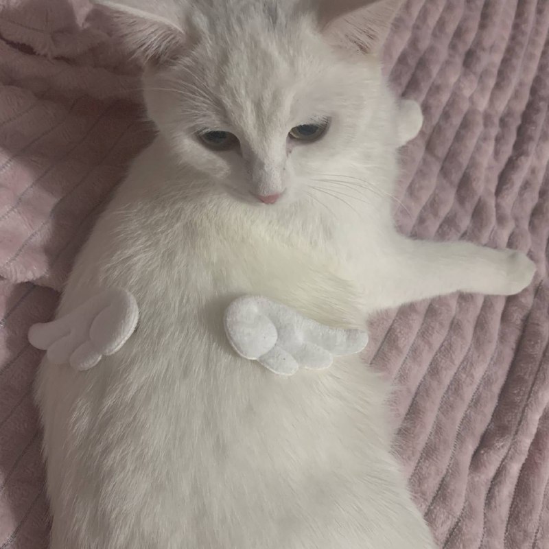 ***🦋***little angel***🦋***