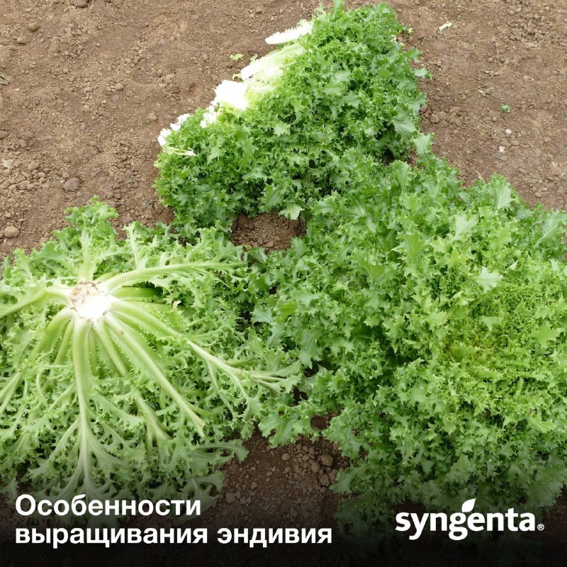 [#Syngenta\_агротехнологии](?q=%23Syngenta_%D0%B0%D0%B3%D1%80%D0%BE%D1%82%D0%B5%D1%85%D0%BD%D0%BE%D0%BB%D0%BE%D0%B3%D0%B8%D0%B8)