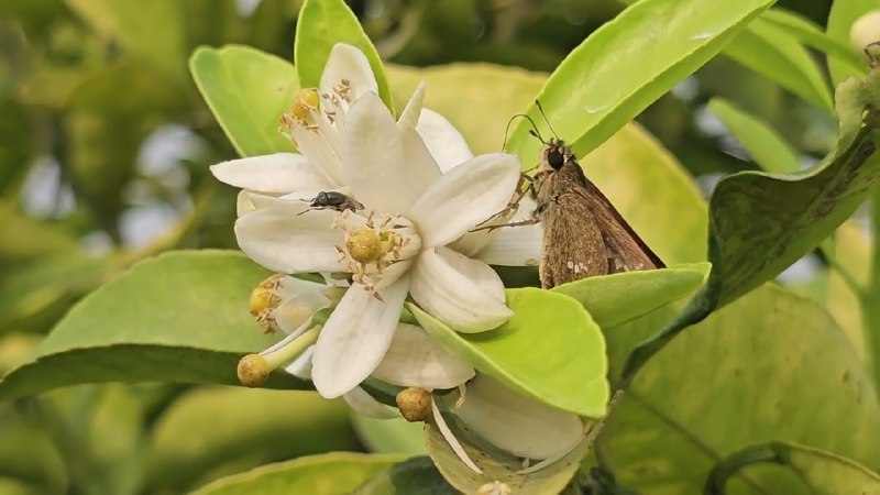 ***⬇️*** এরা আমার পেইড একটরস ***😎***