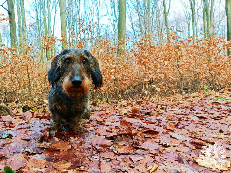 Tacskó túra🐾🍂