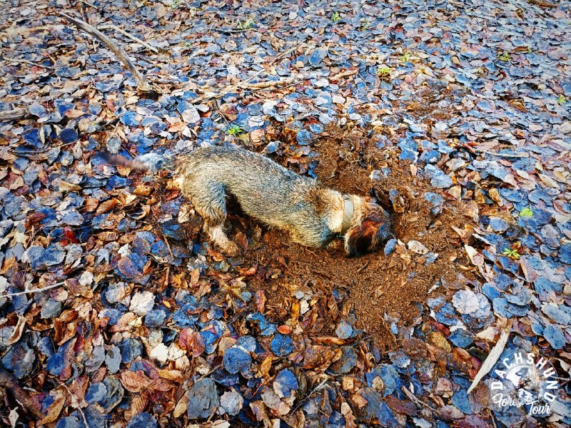 Tacskó túra🐾🍂