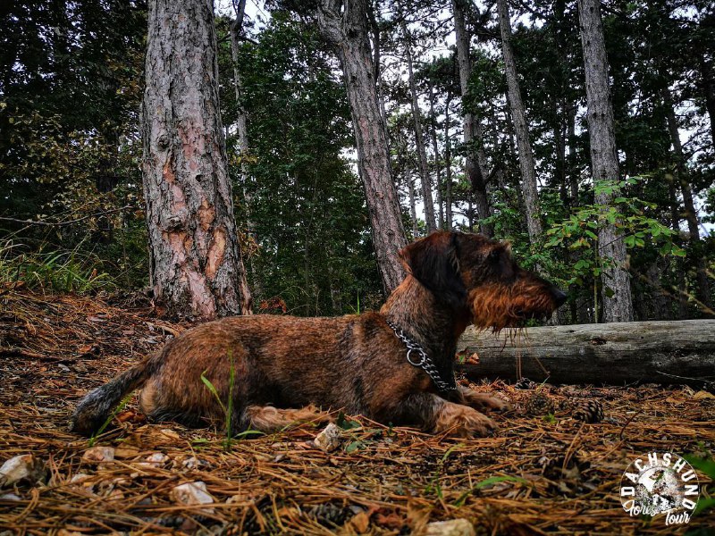 Tacskó túra🐾🍂