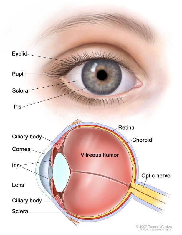 *****👁*** معلومة لطيفة: عدسة العين Lens …