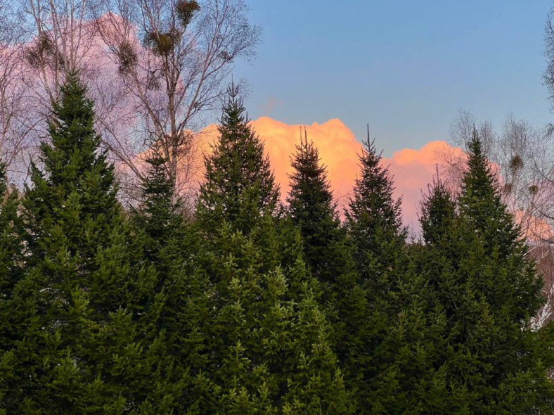 тайга🌲дом