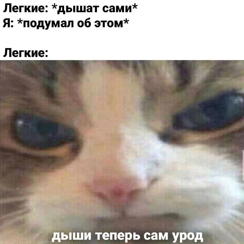 маневич мемы так-то)