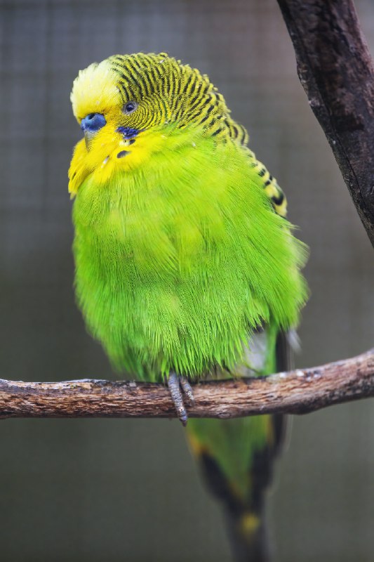 [**Perched budgie**](https://www.flickr.com/photos/tambako/52700196018/)