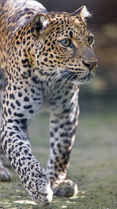 [**Javan leopard walking**](https://www.flickr.com/photos/tambako/27660903149/)