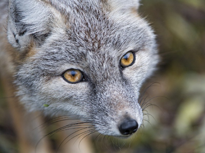 [**Corsac fox very close**](https://www.flickr.com/photos/tambako/31524456011/)