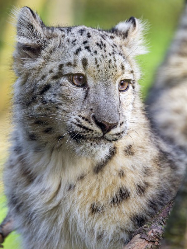 [**Portrait of a snow leopard cub**](https://www.flickr.com/photos/tambako/52678023896/)