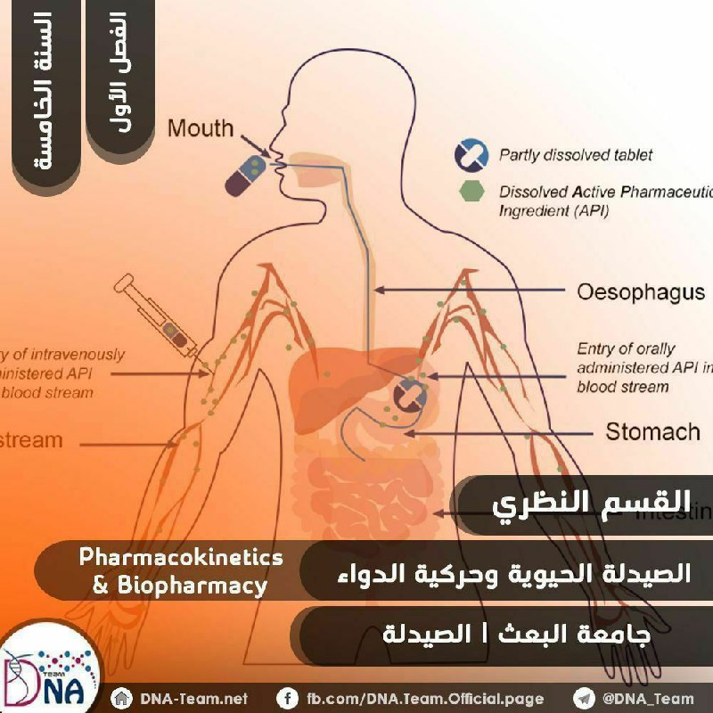[#الصيدلة\_الحيوية\_وحركية\_الدواء](?q=%23%D8%A7%D9%84%D8%B5%D9%8A%D8%AF%D9%84%D8%A9_%D8%A7%D9%84%D8%AD%D9%8A%D9%88%D9%8A%D8%A9_%D9%88%D8%AD%D8%B1%D9%83%D9%8A%D8%A9_%D8%A7%D9%84%D8%AF%D9%88%D8%A7%D8%A1) |[#نظري](?q=%23%D9%86%D8%B8%D8%B1%D9%8A)