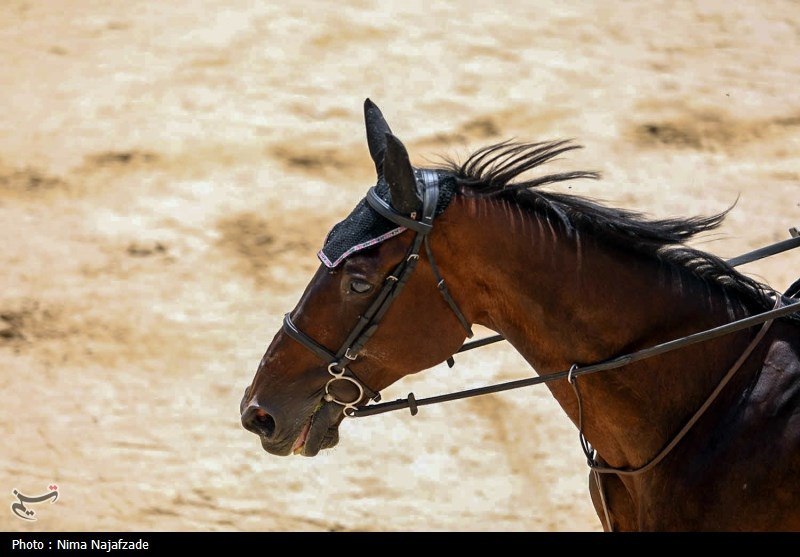 **اسب‌های اصیل ترکمنِ خراسان شمالی خام‌فروشی …