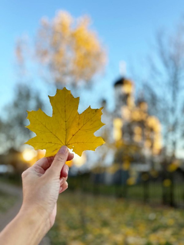 Ловим осеннее солнышко в объектив ***🙃******☀️******🍁***