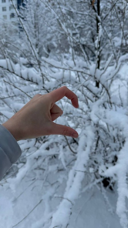 А у нас сегодня настоящая новогодняя …