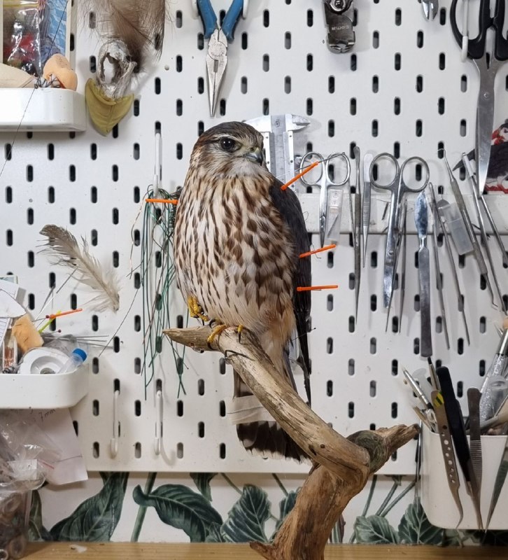 BirdTaxidermy | Таксидермия птиц