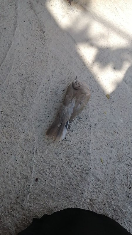 بيها بچـية والله
