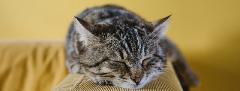 Comunicarnos con nuestros gatos siempre ha …