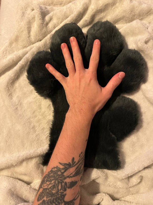 paw in progress