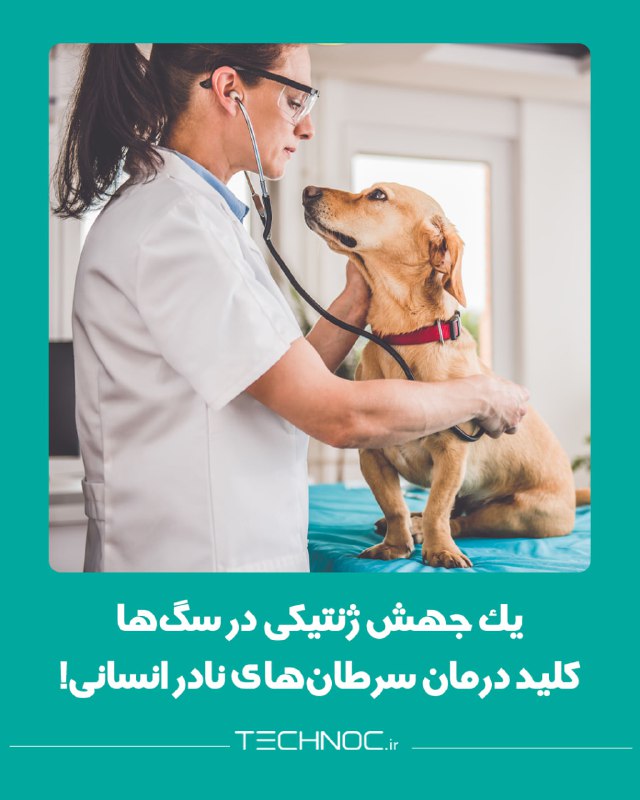 *****‼️***** **یک جهش ژنتیکی در سگ‌ها …