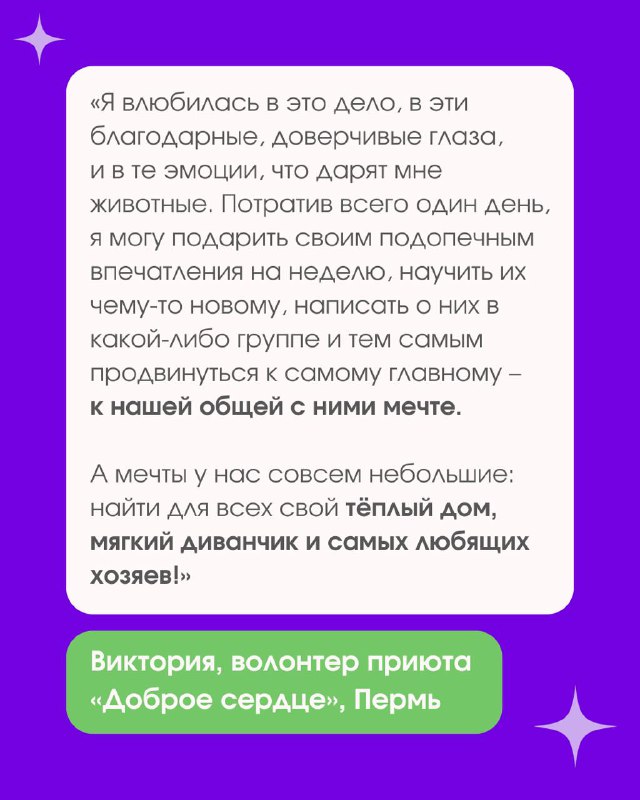 TEDDY FOOD: помощь животным online