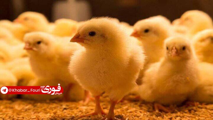 **مرد برای درمان ناباروری جوجه زنده …