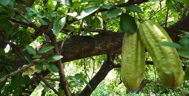 [Guajilote, resfriado, cálculos renales, dolor de …