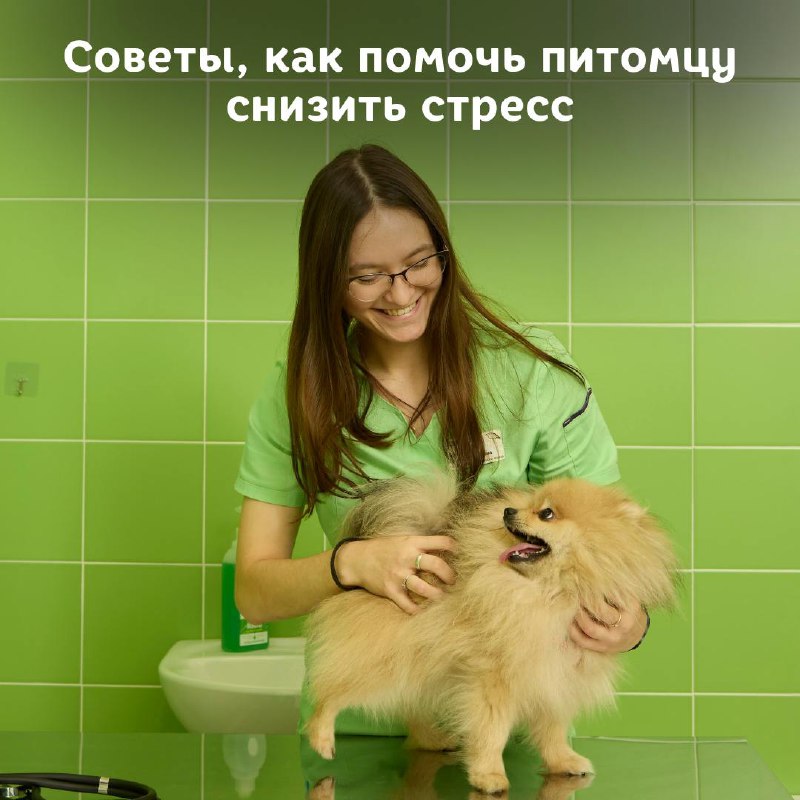 **Как снизить стресс, который кошки и …