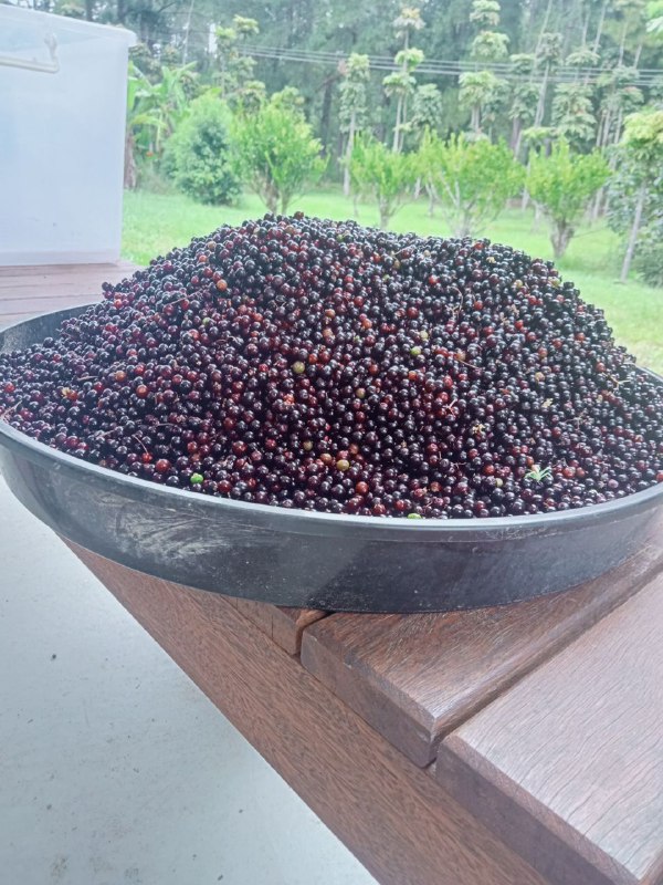 Chicken run elderberry forest producing nicely