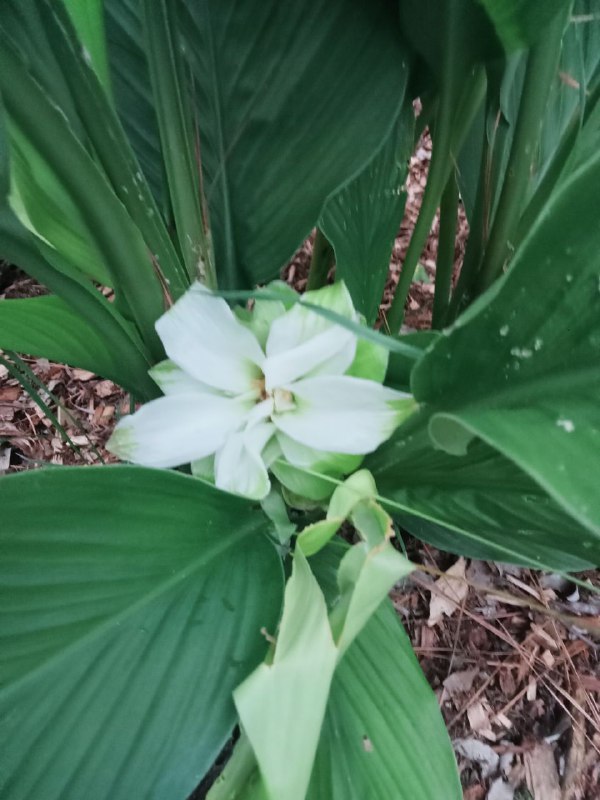 **Tumeric flowers**