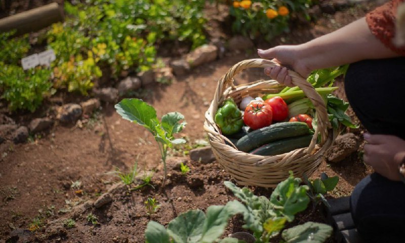 Homesteading is becoming a big trend...