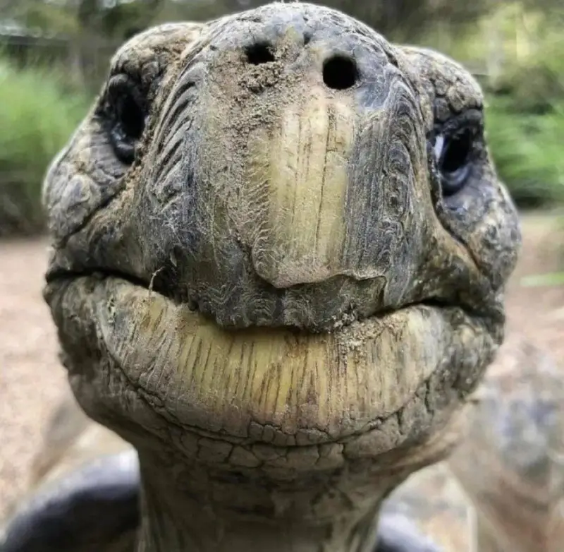 This 191-year-old tortoise named Jonathan is …