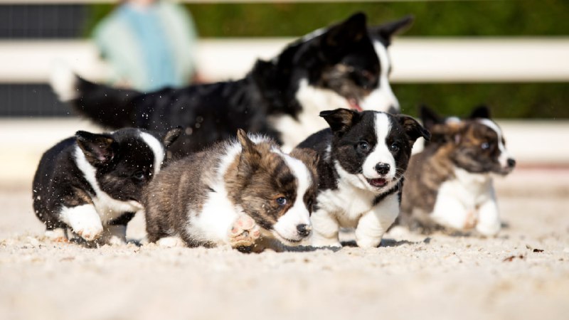 (Daily) Dose Of Corgis