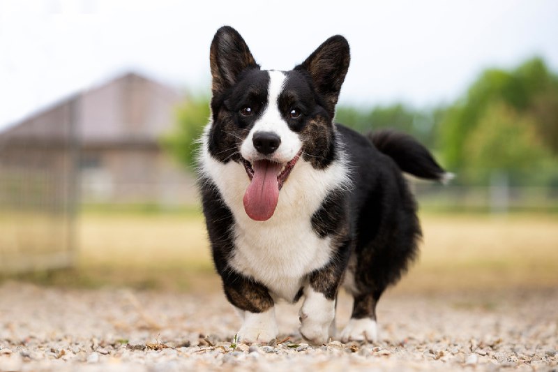 (Daily) Dose Of Corgis