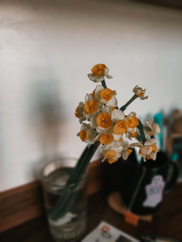 رایحه نرگس-***💛***